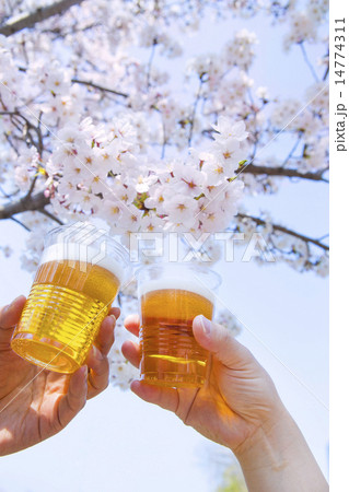 サクラと乾杯 サクラと乾杯 14774311