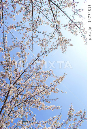 青空とサクラ 青空とサクラ 14774313