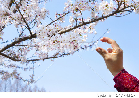 サクラを捕ろうとする人 14774317