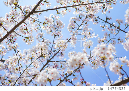 青空とサクラ 14774325
