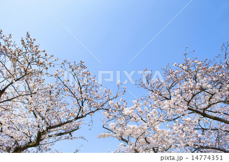 サクラと青空 14774351