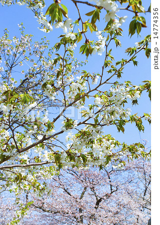 サクラ 14774356