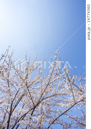 サクラ 14774360