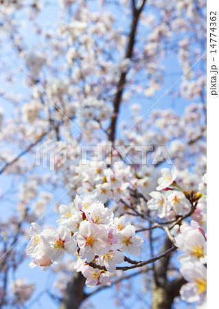 サクラ 14774362
