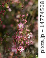 庭梅の花 14774508
