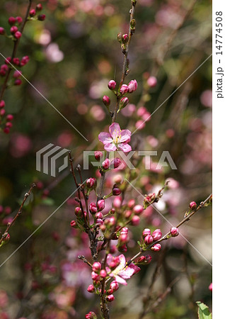 庭梅の花 14774508
