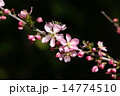 庭梅の花 14774510