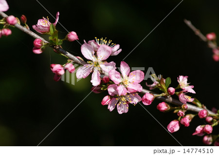 庭梅の花 14774510