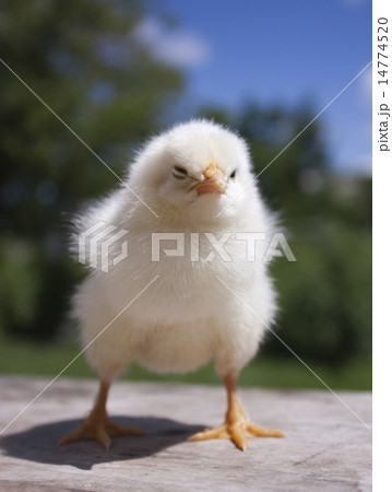 chicken chicken 14774520