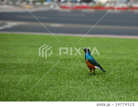 superb starling 14774523