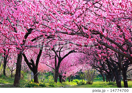 古河総合公園の桃まつりの写真素材