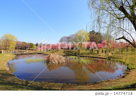 古河総合公園の桃まつり 古河総合公園の桃まつり 14774718