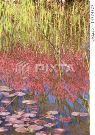 古河総合公園の桃まつり 14774727