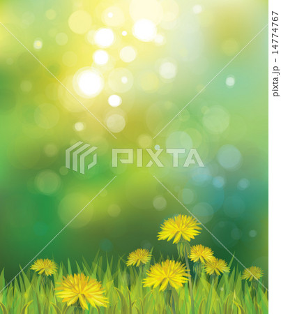 Vector spring background with yellow dandelions. Vector spring background with yellow dandelions. 14774767