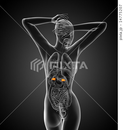 3d render medical illustration of the adrenal 14775207