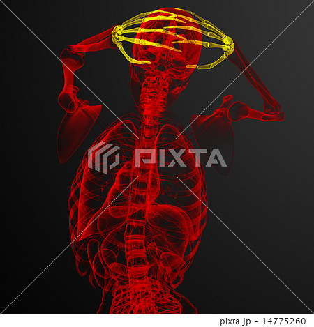 3d render illustration of the skeleton hand 14775260