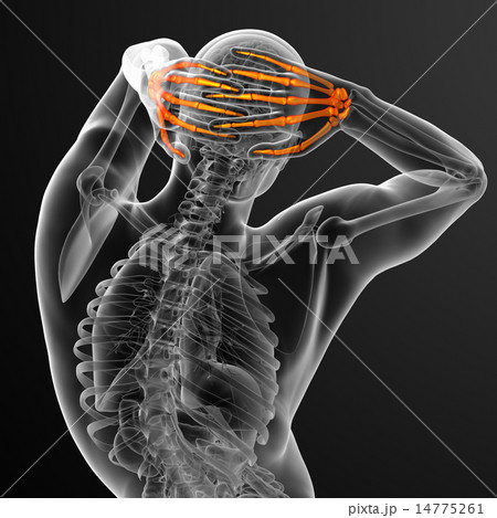 3d render illustration of the skeleton hand 3d render illustration of the skeleton hand 14775261