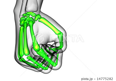 3d render illustration of the skeleton hand 3d render illustration of the skeleton hand 14775282