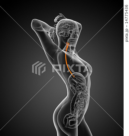 3d rendered illustration of the esophagus 14775436
