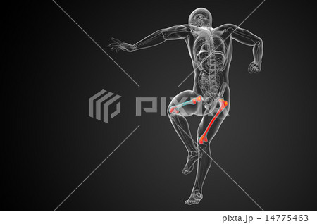 3d render medical illustration of the femur bone 3d render medical illustration of the femur bone 14775463