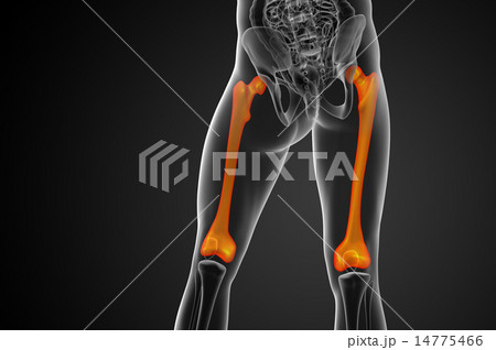 3d render medical illustration of the femur bone 14775466