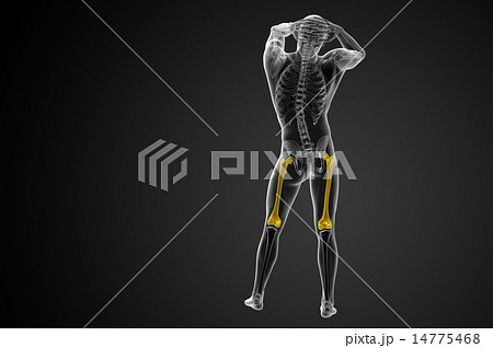 3d render medical illustration of the femur bone 14775468