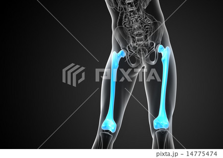 3d render medical illustration of the femur bone 14775474