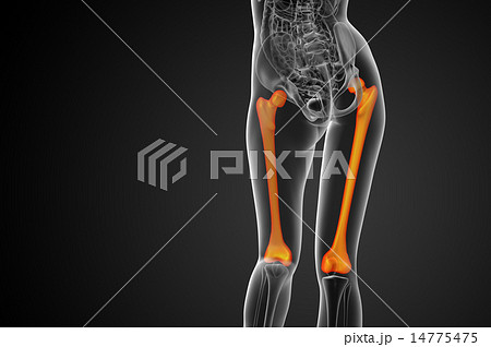 3d render medical illustration of the femur bone 14775475