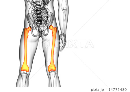 3d render medical illustration of the femur bone 14775480