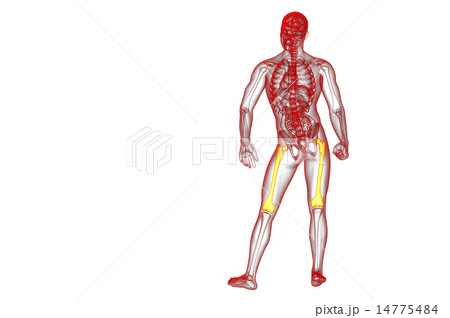 3d render medical illustration of the femur bone 14775484