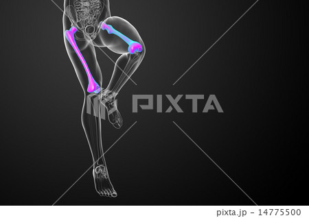 3d render medical illustration of the femur bone 14775500