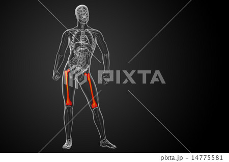 3d render medical illustration of the femur bone 14775581