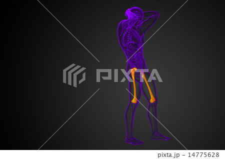 3d render medical illustration of the femur bone 14775628