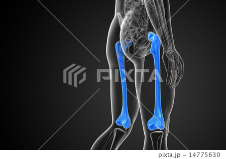 3d render medical illustration of the femur bone 14775630