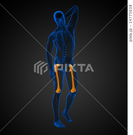 3d render medical illustration of the femur bone 14775638