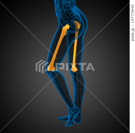 3d render medical illustration of the femur bone 14775640