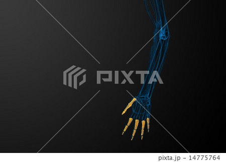3d render illustration of the human phalanges hand 14775764