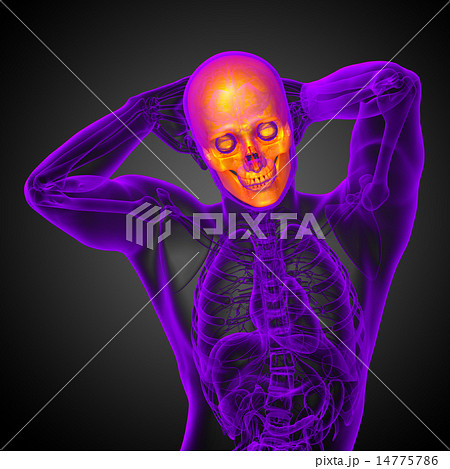 3d render medical illustration of the skull 3d render medical illustration of the skull 14775786