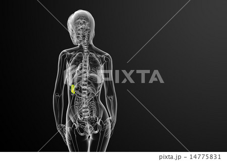 3d render medical illustration of the spleen 14775831
