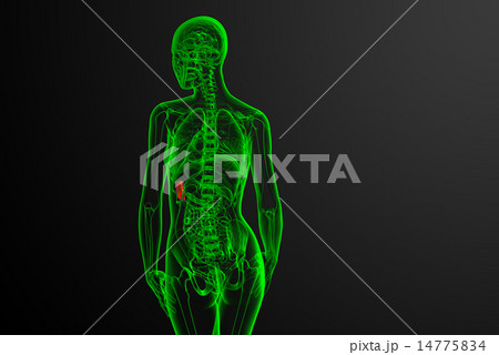 3d render medical illustration of the spleen 14775834