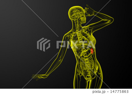 3d render medical illustration of the spleen 14775863