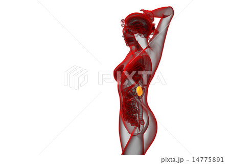 3d render medical illustration of the spleen 14775891