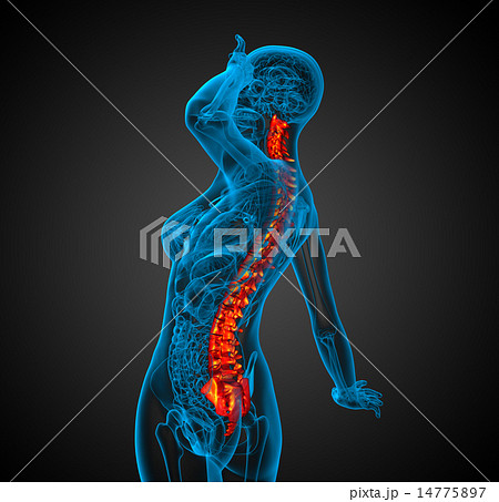 3d render medical illustration of the human spine 14775897