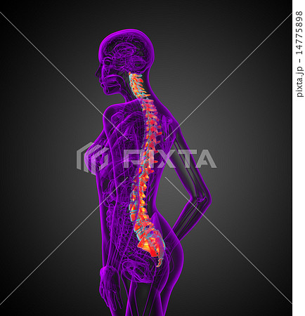 3d render medical illustration of the human spine 14775898