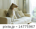 室内のワイヤーフォックステリア 14775967