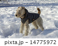 雪の中のワイヤーフォックステリア 14775972