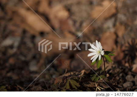 アズマイチゲ 14776027