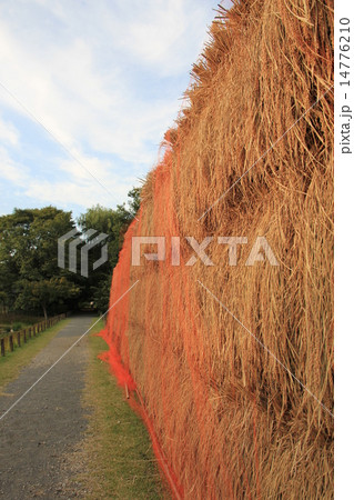都立神代植物公園分園の稲木干し 14776210