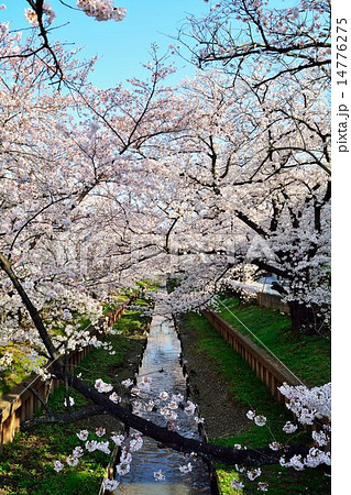 川面に映える桜 川面に映える桜 14776275