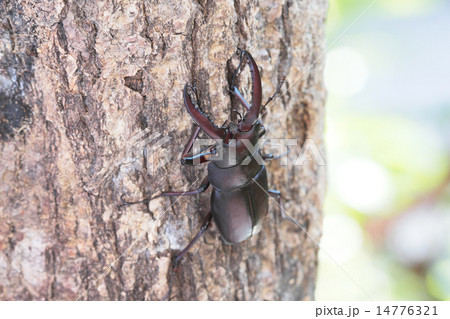 気を登るノコギリクワガタ中型のオス 気を登るノコギリクワガタ中型のオス 14776321